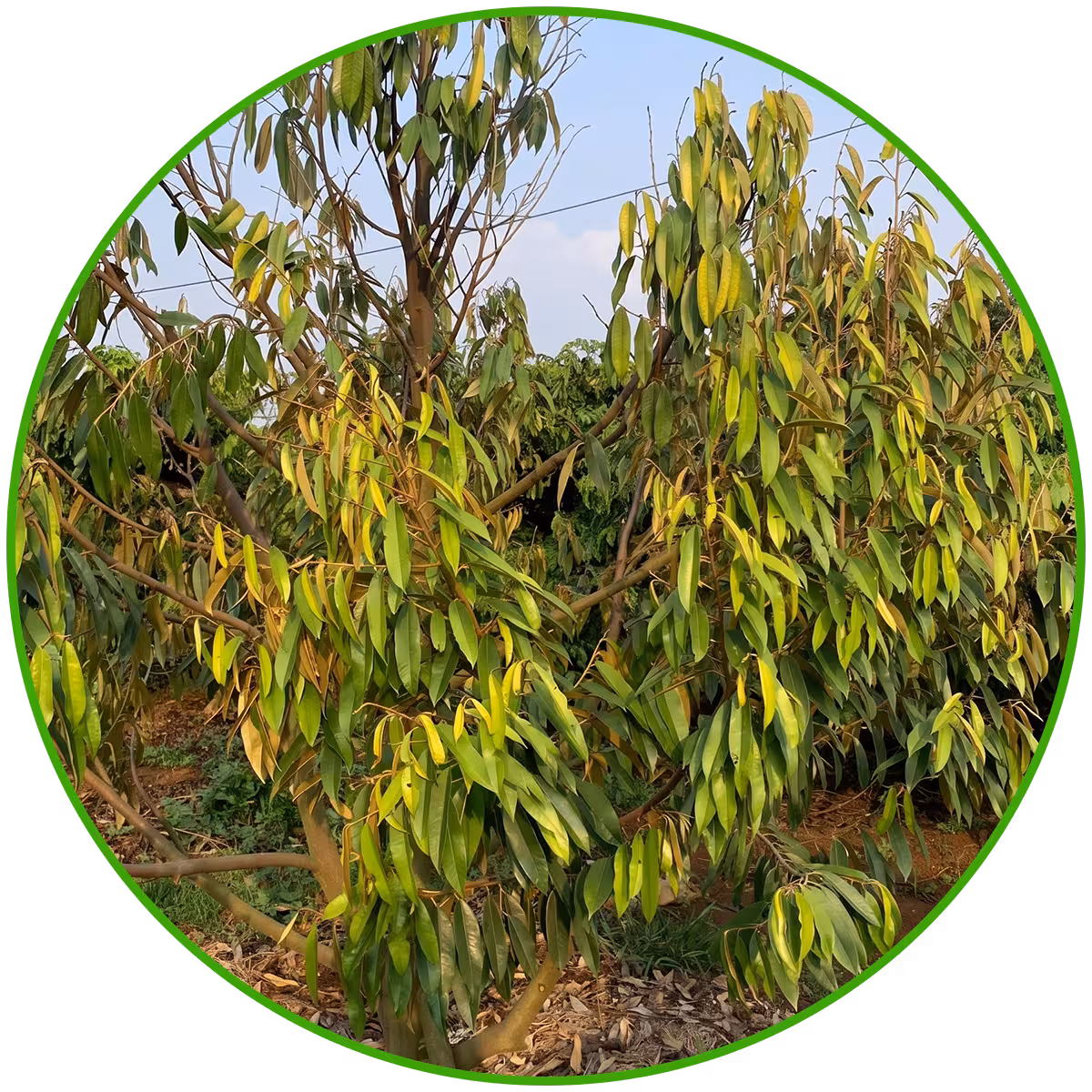 Giải pháp phục hồi