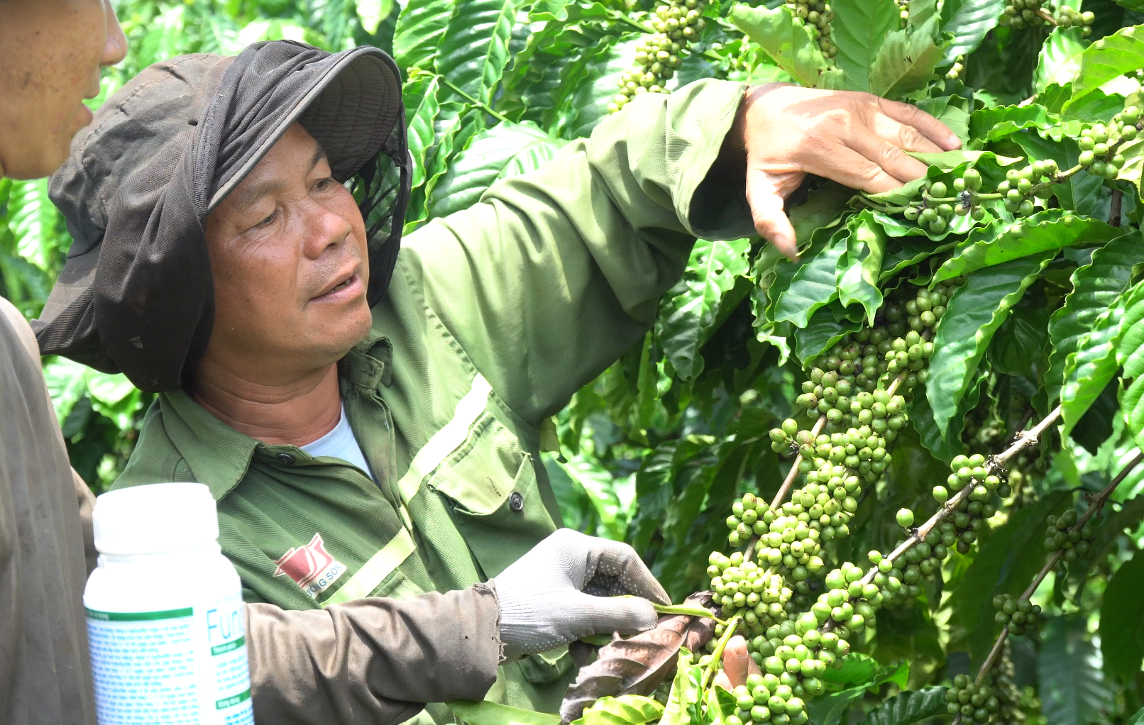 NGƯỜI TRỒNG CÀ PHÊ CHIA SẺ TRẢI NGHIỆM SỬ DỤNG PHÂN BÓN MC DƯỠNG LỰC