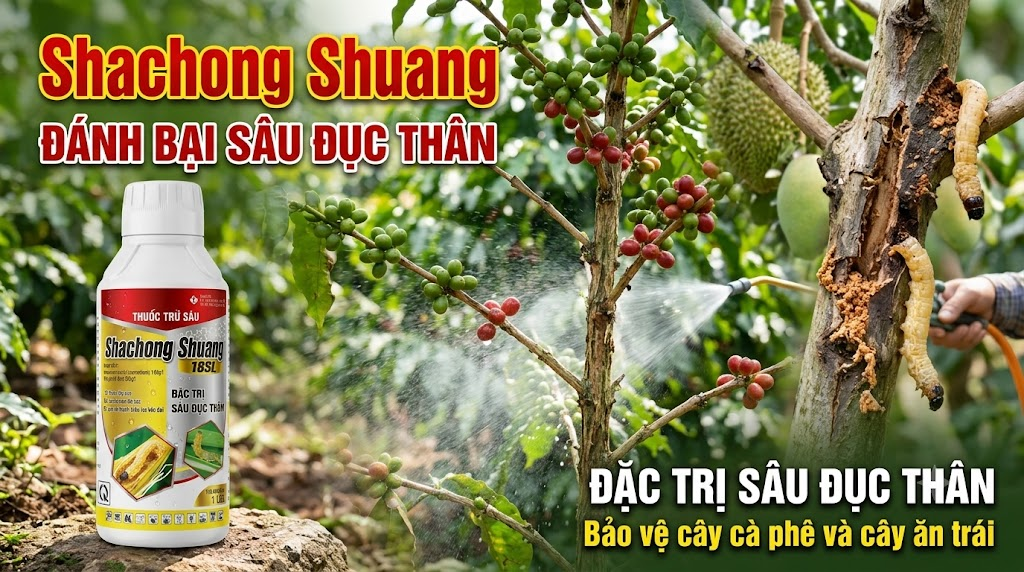 THUỐC TRỪ SÂU SHACHONG SHUANG – MINH CHÂU GROUP: ĐẶC TRỊ SÂU ĐỤC THÂN, SÂU CUỐN LÁ & NHỆN KHÁNG THUỐC