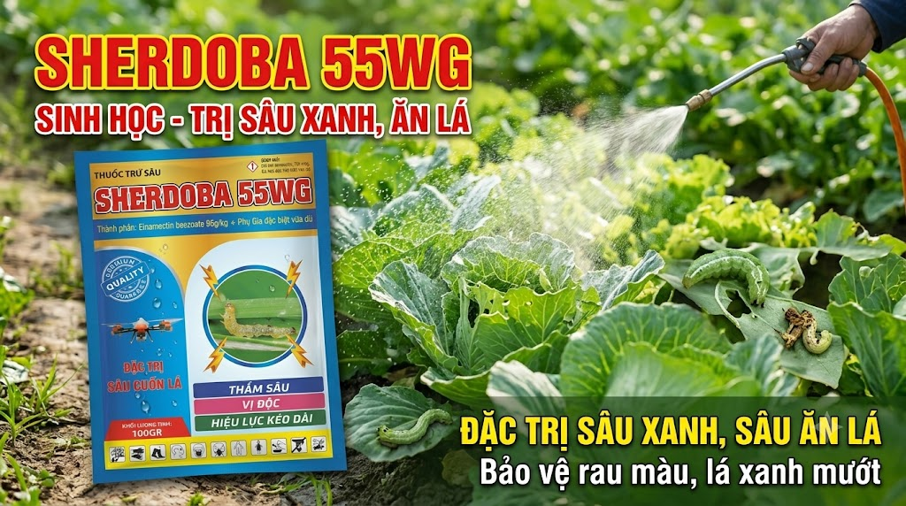 THUỐC TRỪ SÂU SINH HỌC SHERDOBA MINH CHÂU GROUP: ĐẶC TRỊ SÂU CUỐN LÁ, SÂU TƠ, SÂU XANH KHÁNG THUỐC