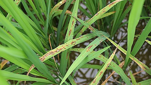 bệnh-rầy-nâu-trên-lúa
