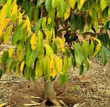 Giải pháp trừ bệnh